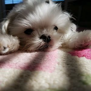 Meet your Posher, Sammy